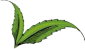 Neem leaf